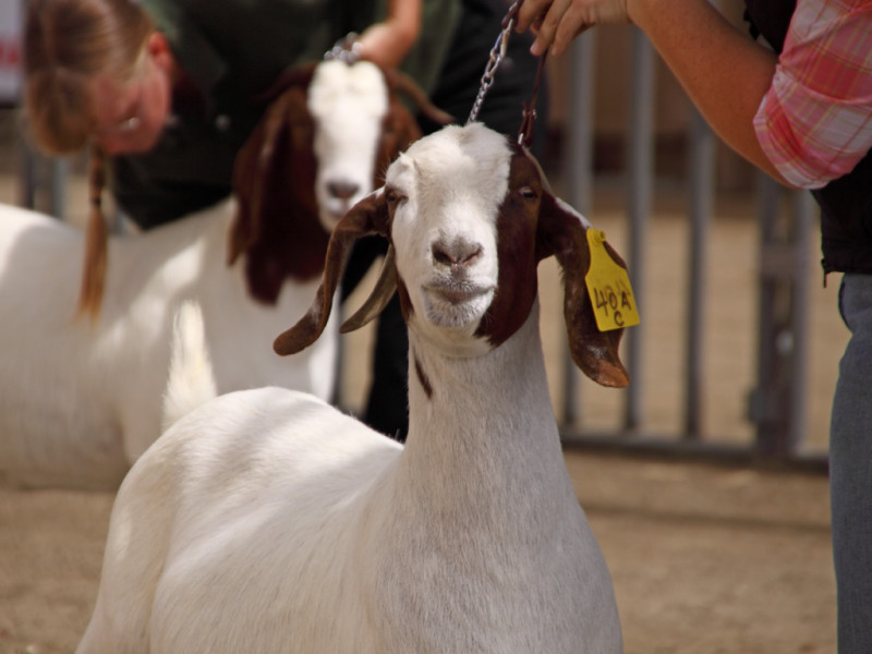 Some goats